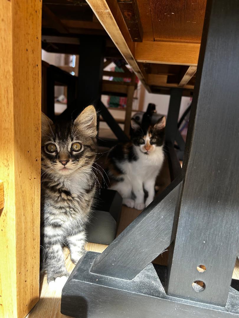 Enlarge Junebug, an adopted Domestic Medium Hair in Oceanside, CA image 6/6