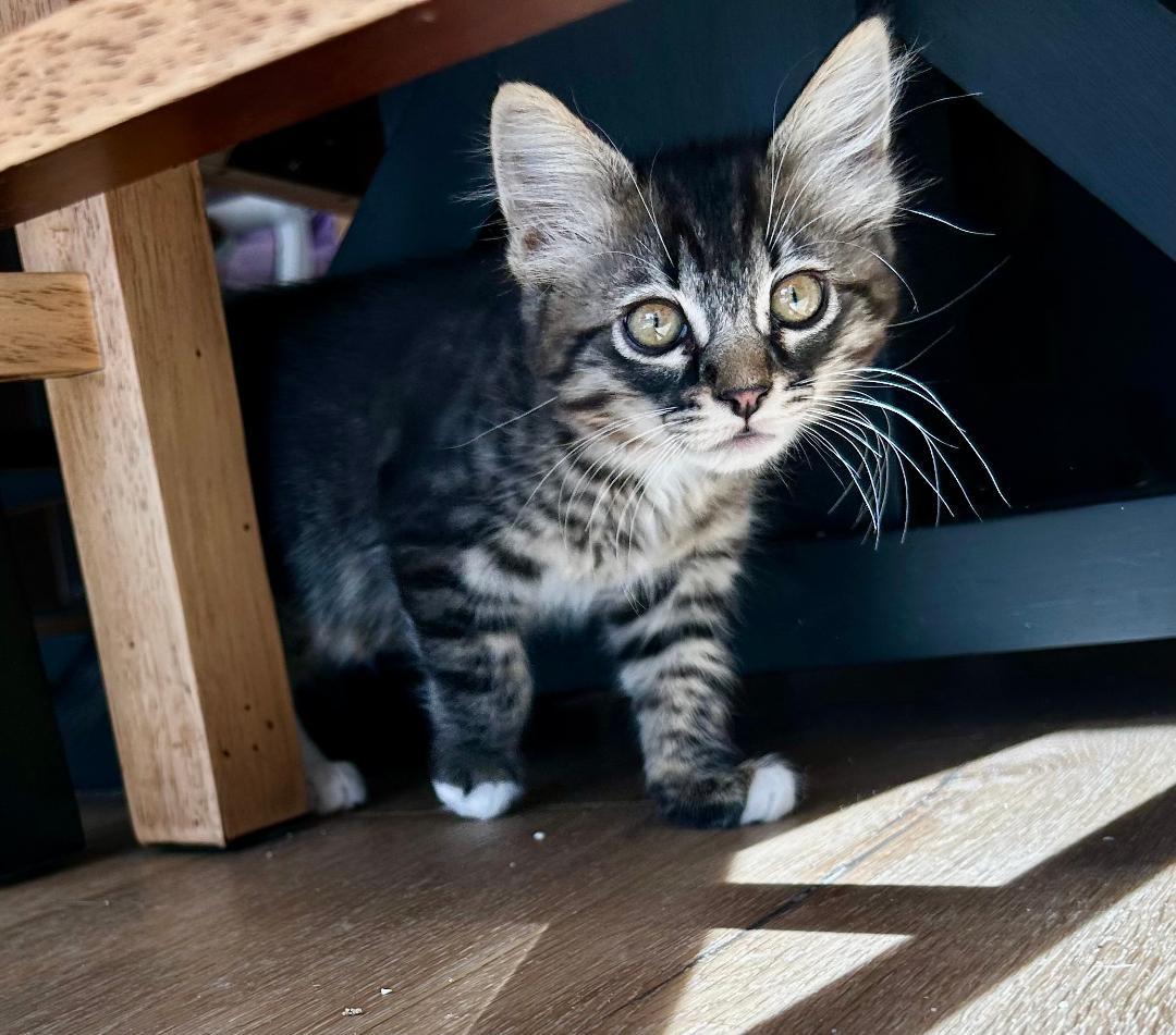 Enlarge Junebug, an adopted Domestic Medium Hair in Oceanside, CA image 2/6