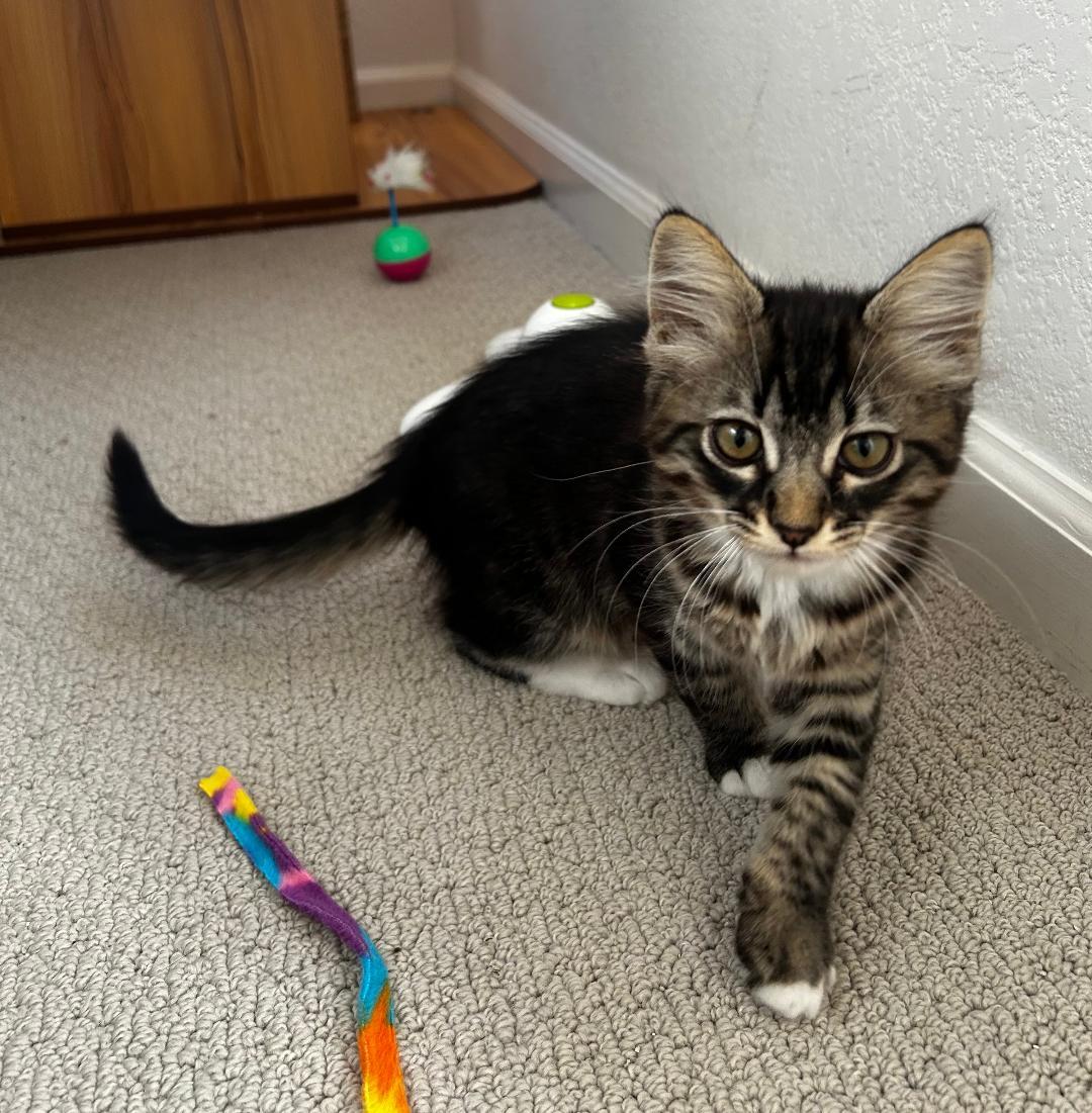 Enlarge Junebug, an adopted Domestic Medium Hair in Oceanside, CA image 4/6