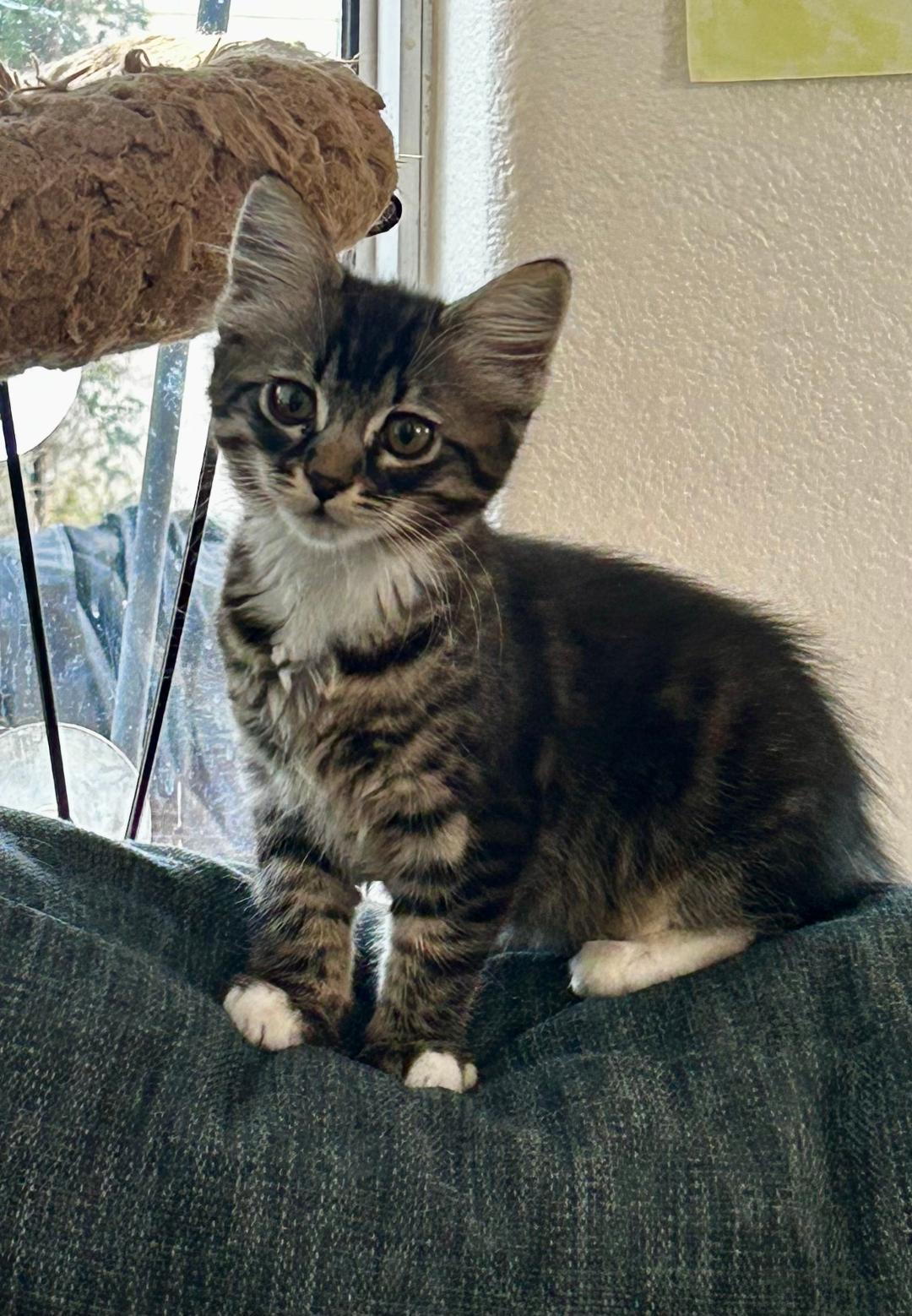 Enlarge Junebug, an adopted Domestic Medium Hair in Oceanside, CA image 3/6