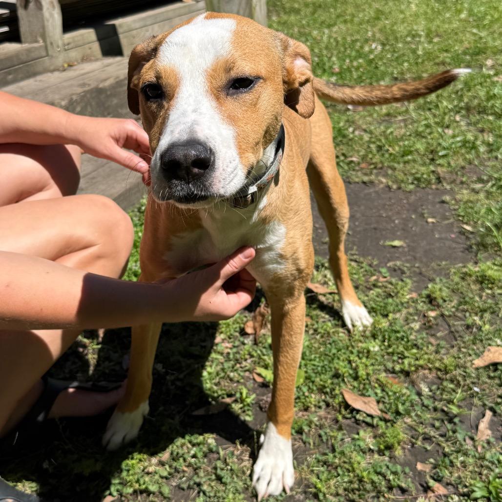 Tory, Adoptable, Adult Female Catahoula Leopard Dog & Black Mouth Cur.