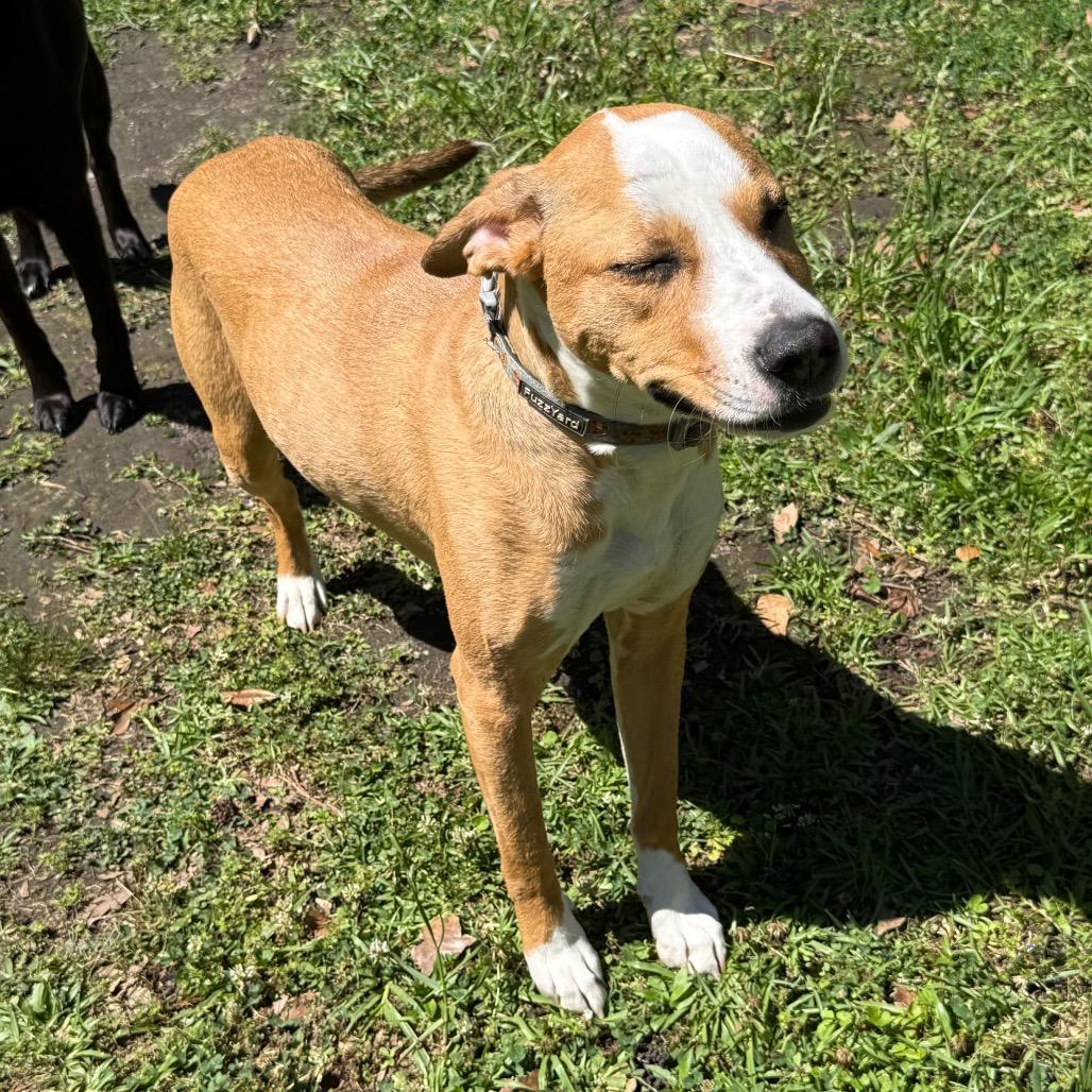 Enlarge Tory, a Adoptable mixed breed in Irvington, AL image 2/5