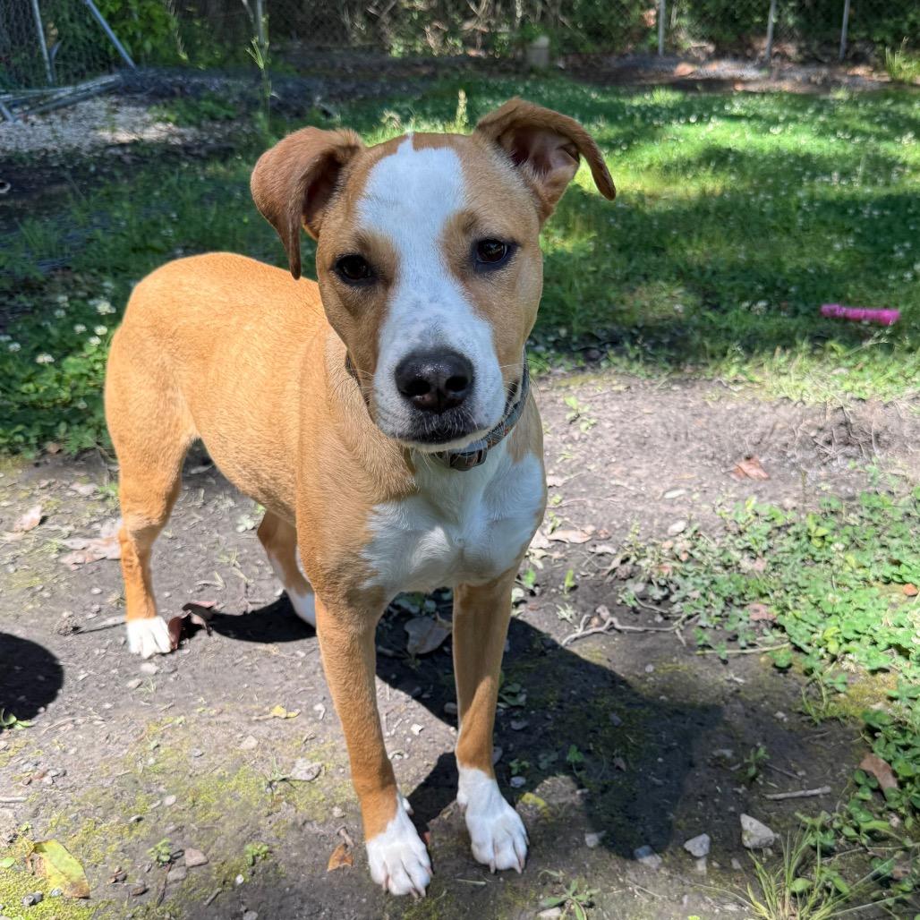 Enlarge Tory, a Adoptable mixed breed in Irvington, AL image 3/5