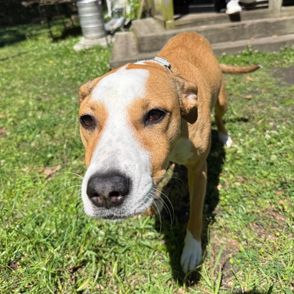 Enlarge Tory, a Adoptable mixed breed in Irvington, AL image 4/5