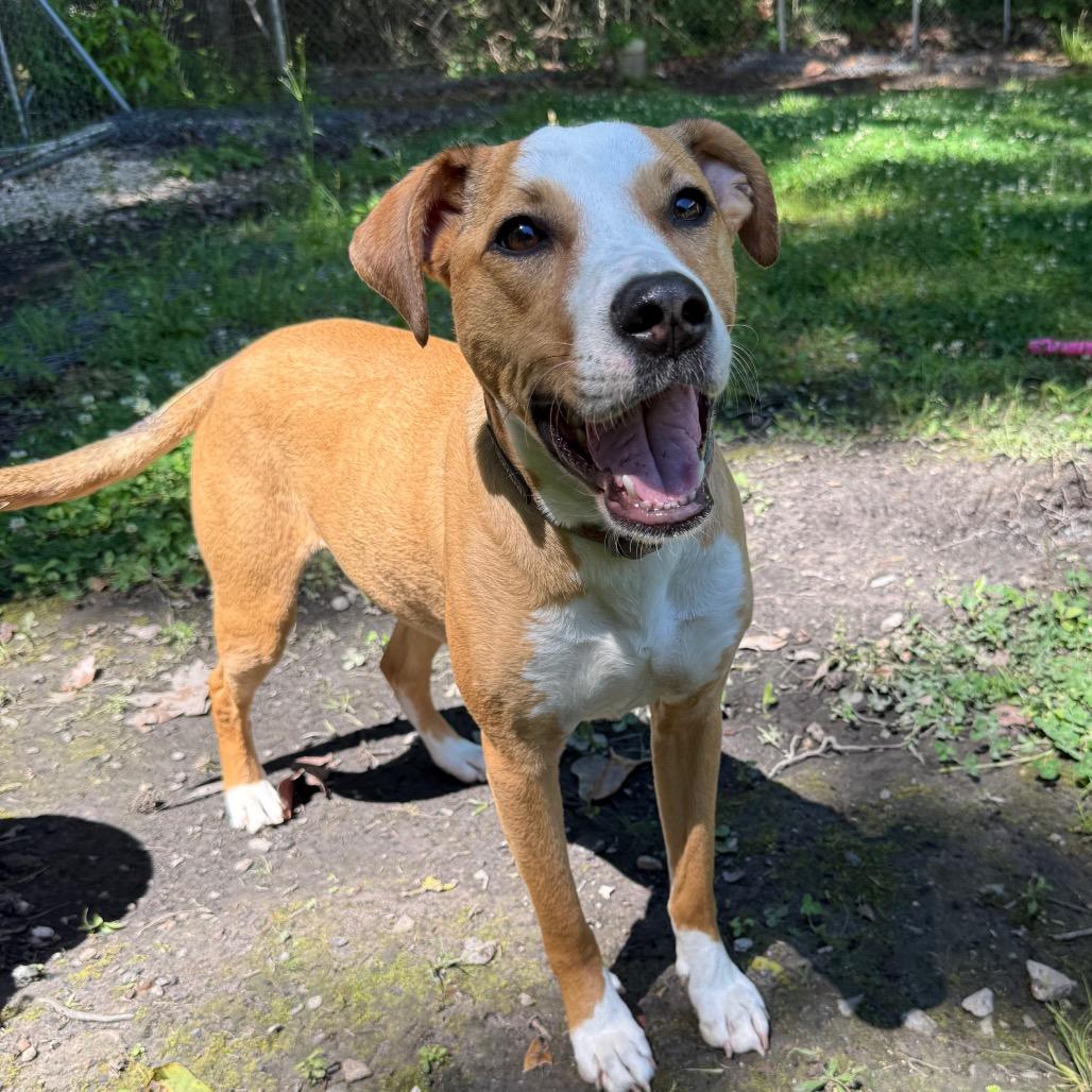 Enlarge Tory, a Adoptable mixed breed in Irvington, AL image 5/5
