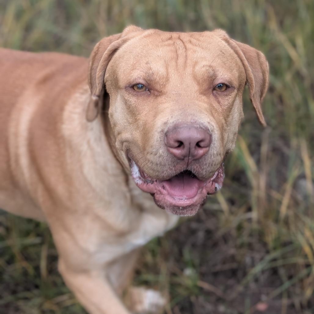 Enlarge Sid, a Adoptable mixed breed in Ridgway, CO image 6/6