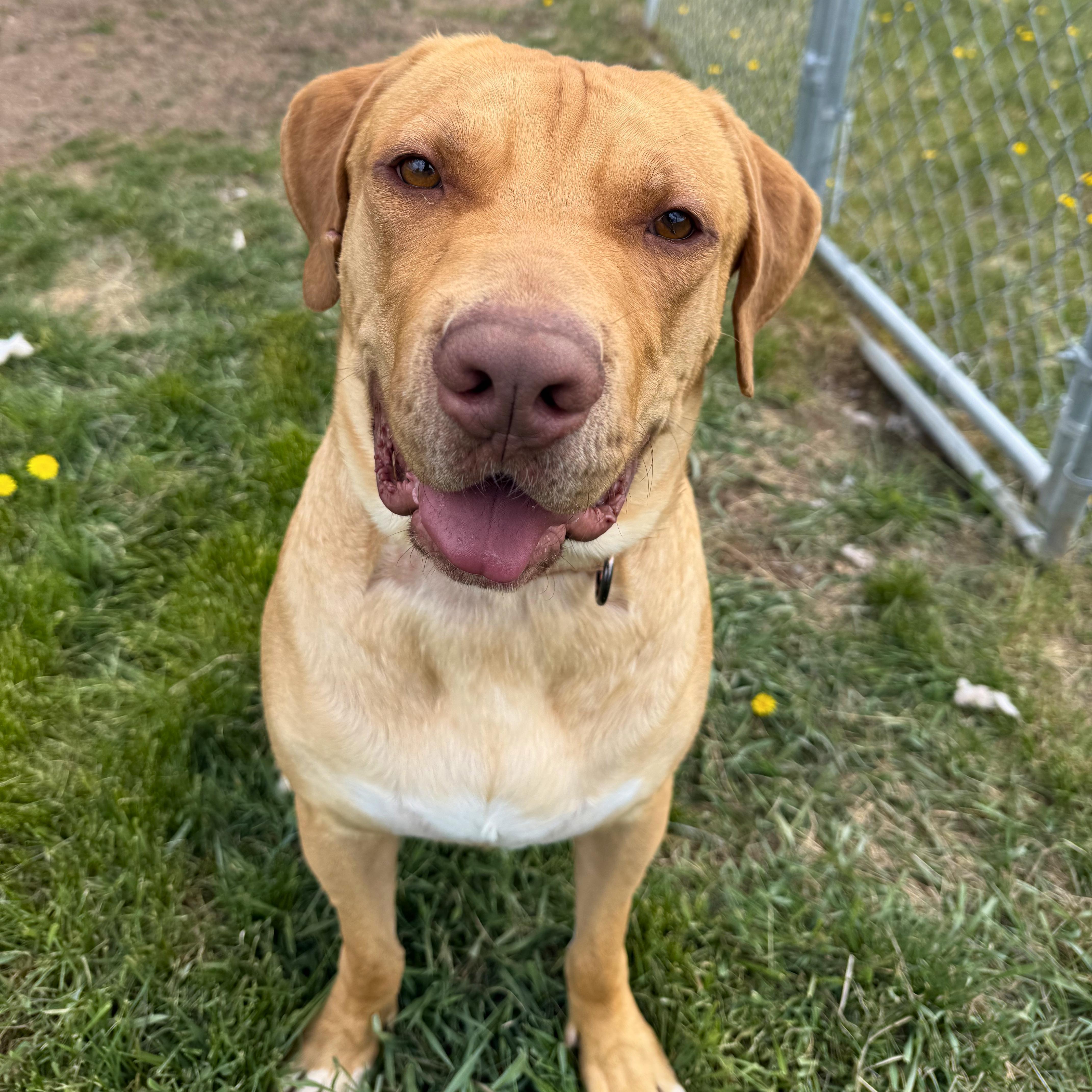 Enlarge Sid, a Adoptable mixed breed in Ridgway, CO image 3/6