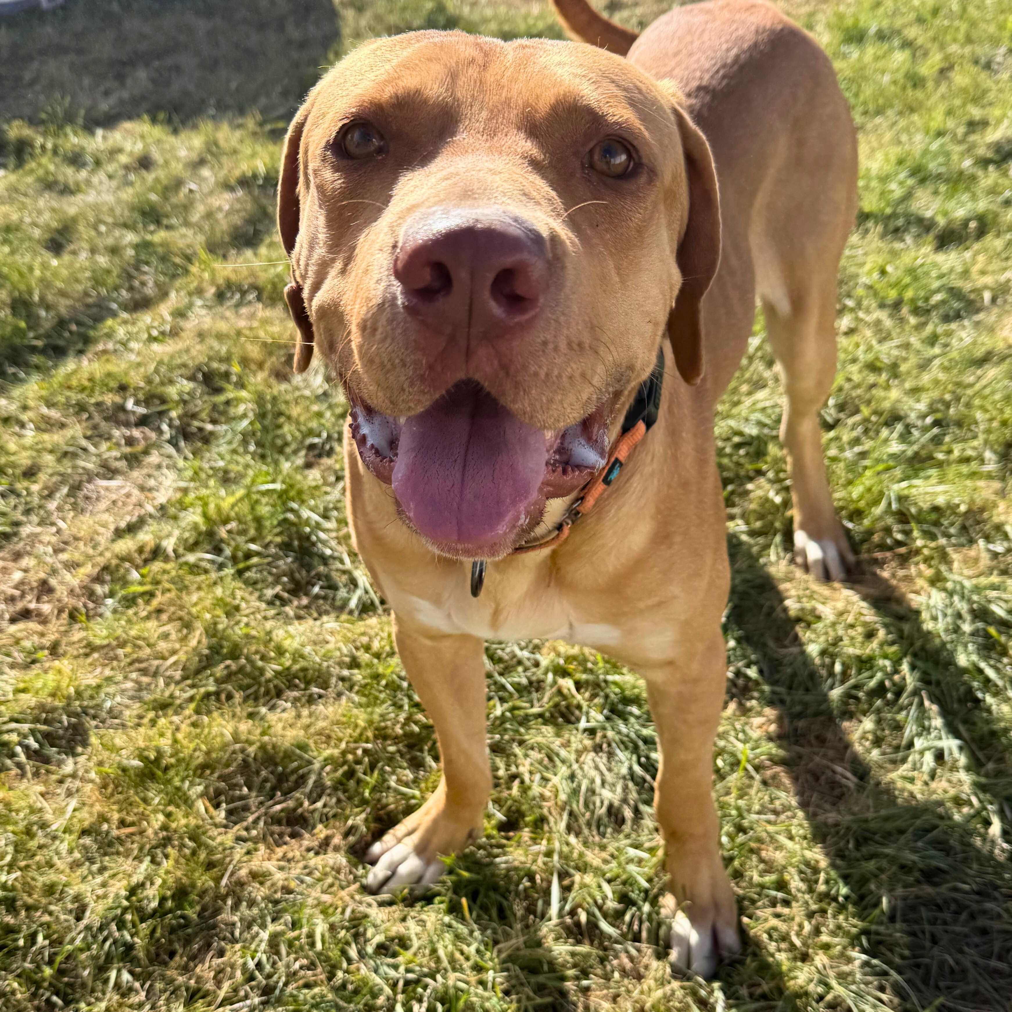 Sid, a Adoptable mixed breed in Ridgway, CO image 2/4