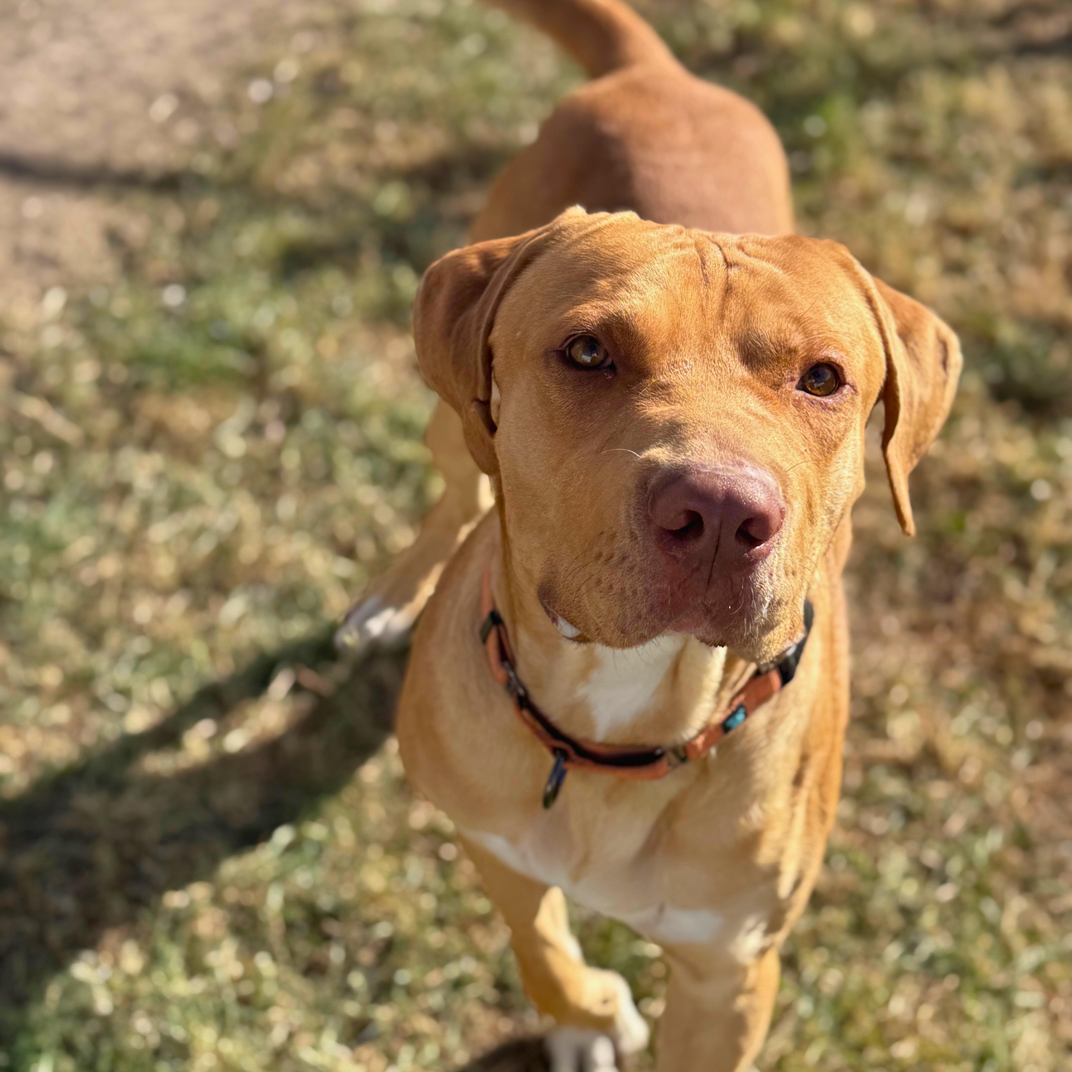 Sid, a Adoptable mixed breed in Ridgway, CO image 1/4