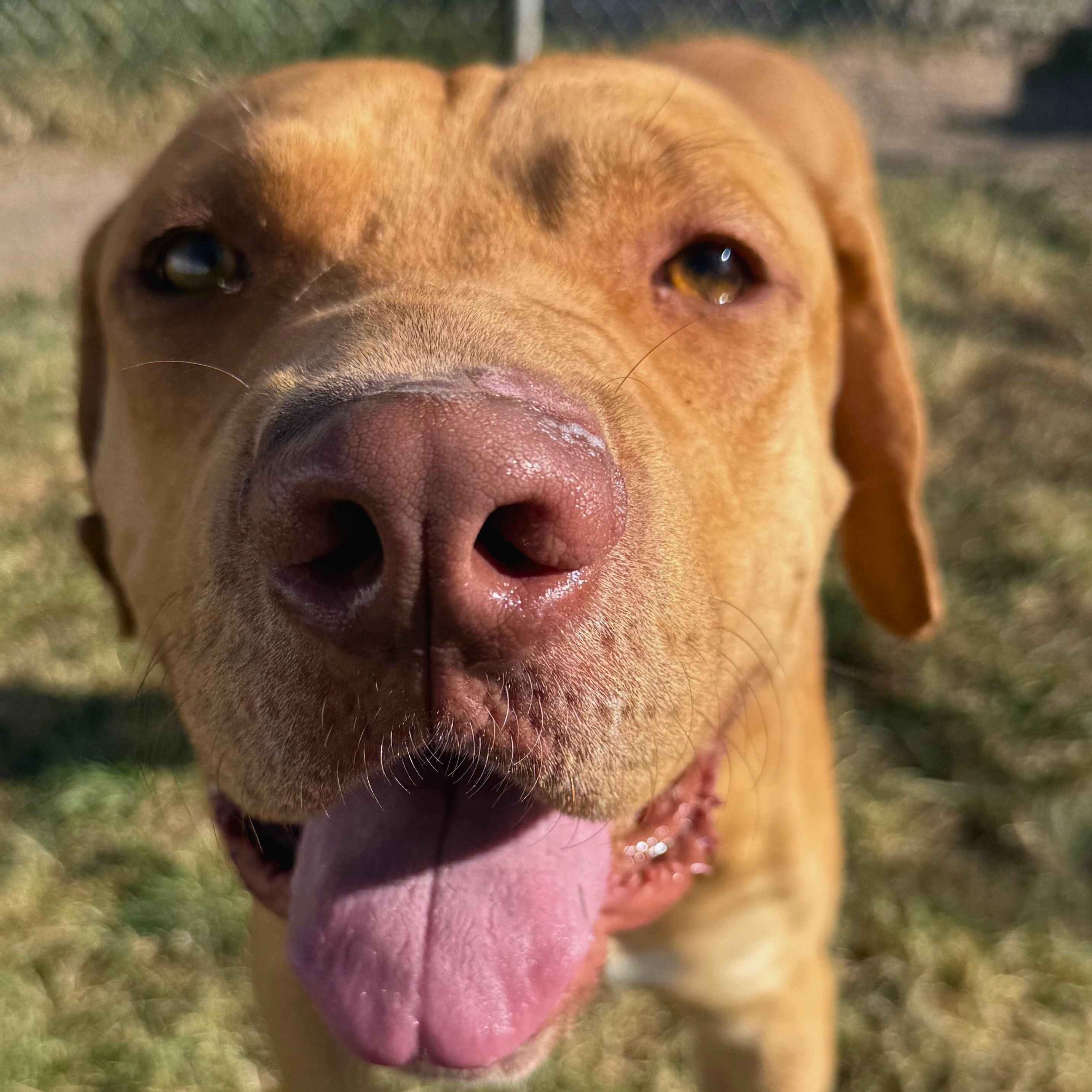 Sid, a Adoptable mixed breed in Ridgway, CO image 3/4