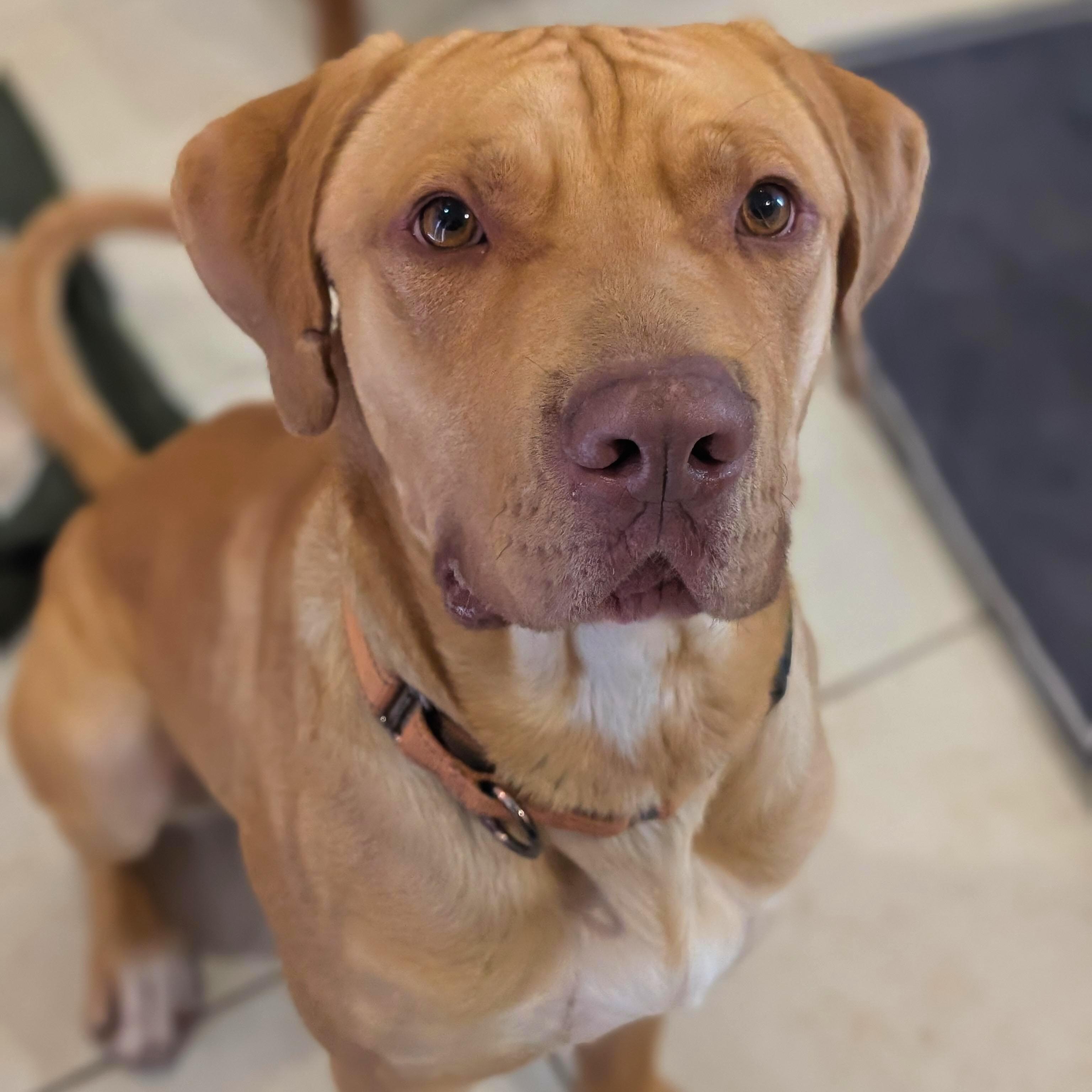 Sid, Adoptable, Adult Male Labrador Retriever & Mixed Breed.
