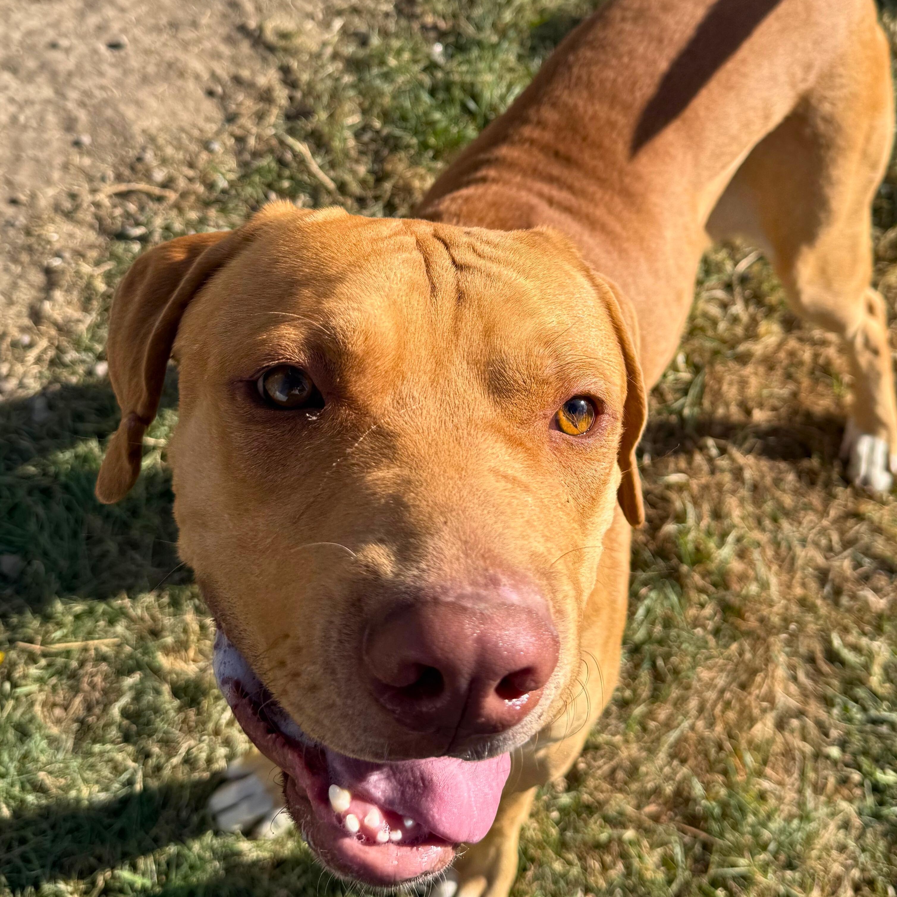 Sid, a Adoptable mixed breed in Ridgway, CO image 4/4