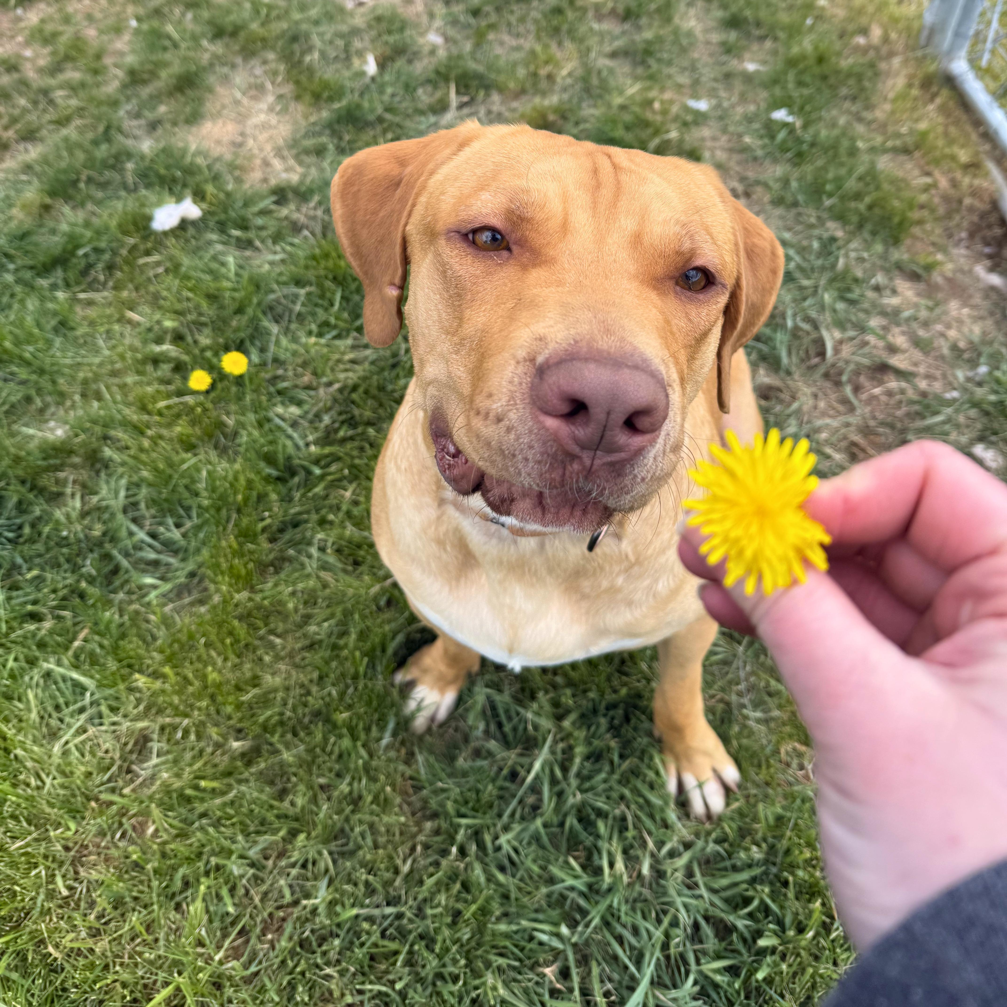 Enlarge Sid, a Adoptable mixed breed in Ridgway, CO image 1/6