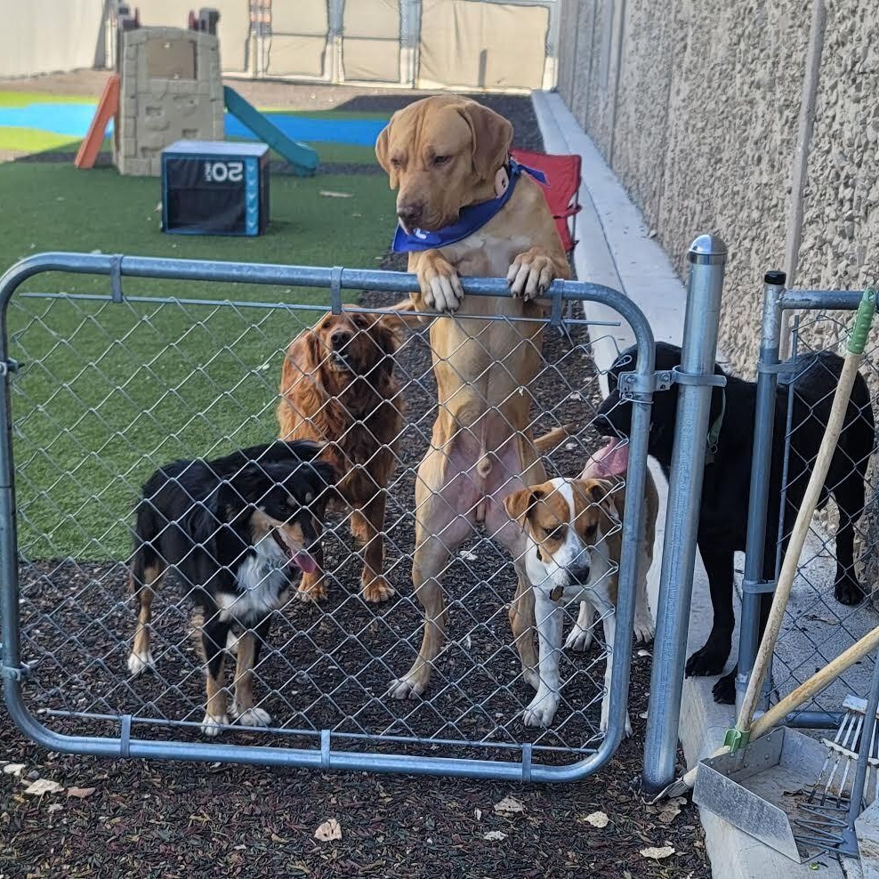 Enlarge Sid, a Adoptable mixed breed in Ridgway, CO image 5/6