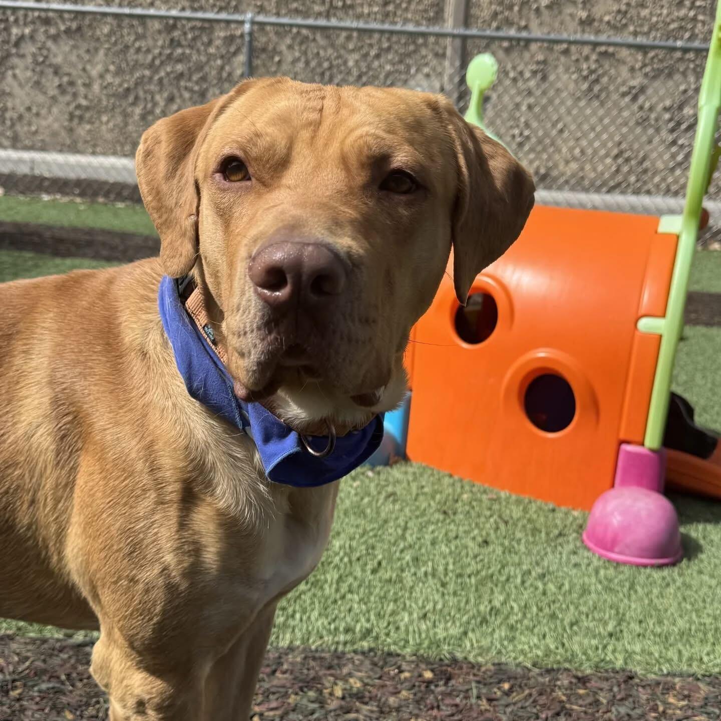Enlarge Sid, a Adoptable mixed breed in Ridgway, CO image 3/6