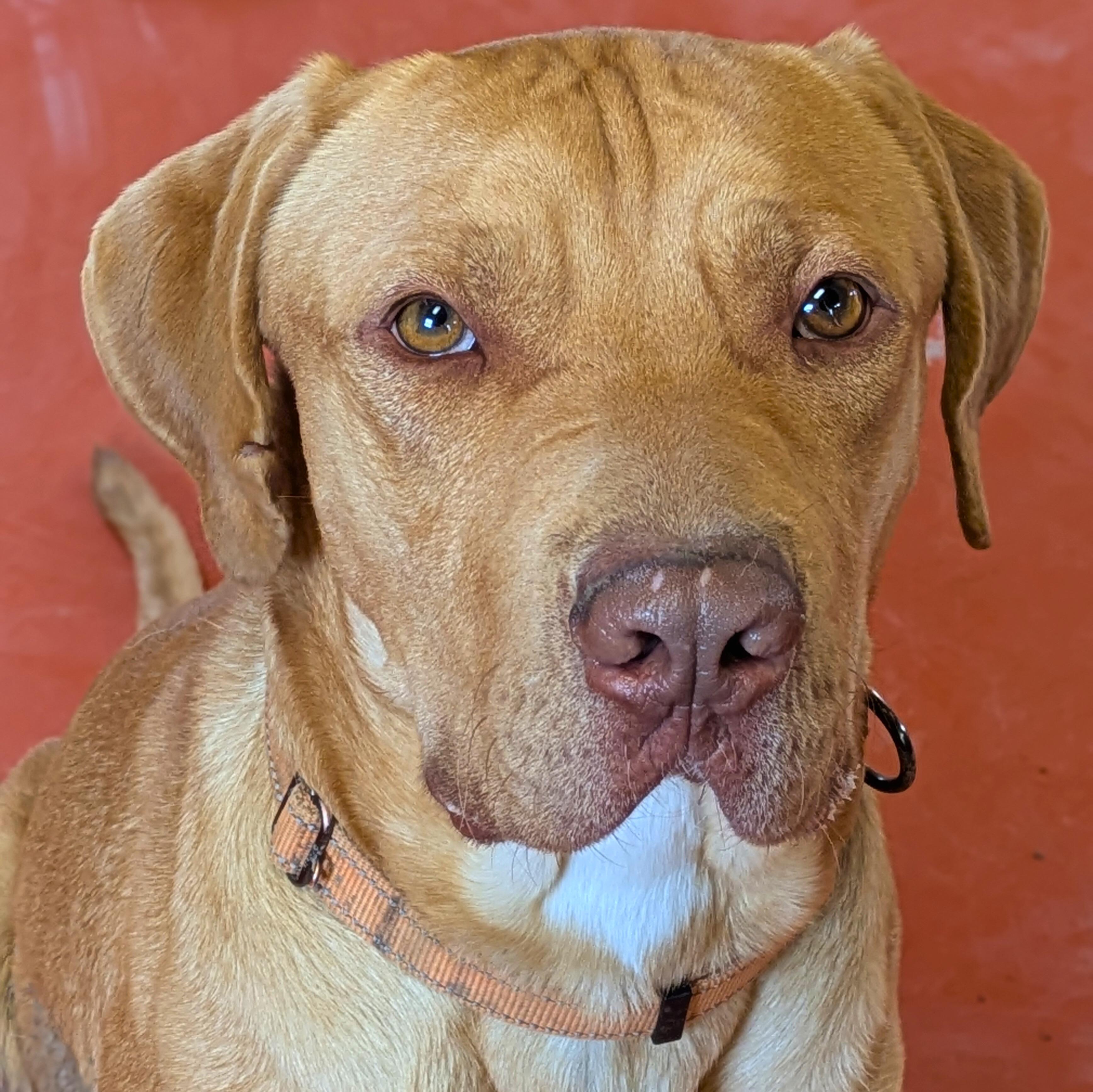 Enlarge Sid, a Adoptable mixed breed in Ridgway, CO image 2/6