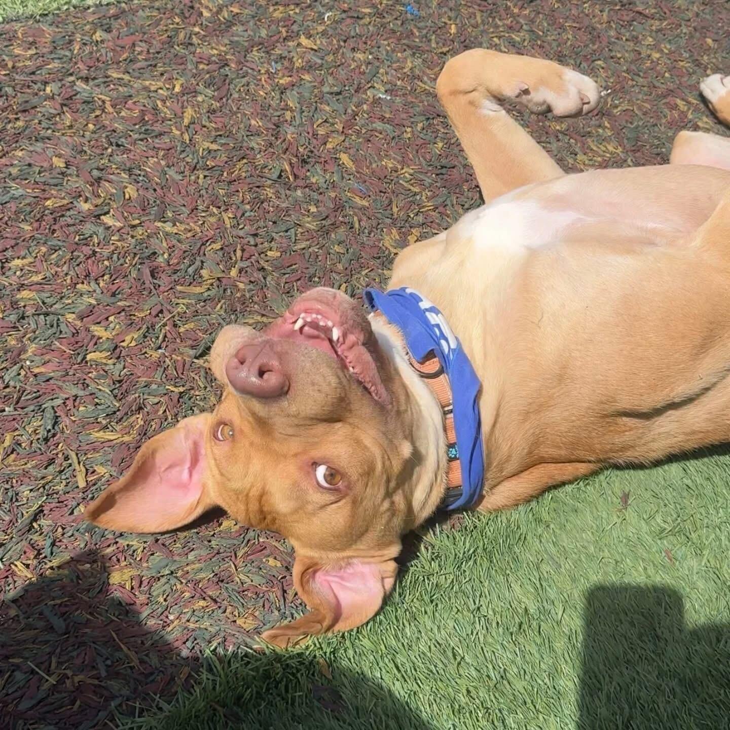 Enlarge Sid, a Adoptable mixed breed in Ridgway, CO image 1/6