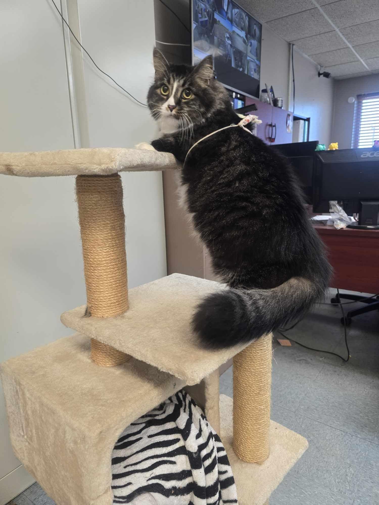 Whiskers, a Adopted Domestic Long Hair in Rock Falls, IL image 1/5