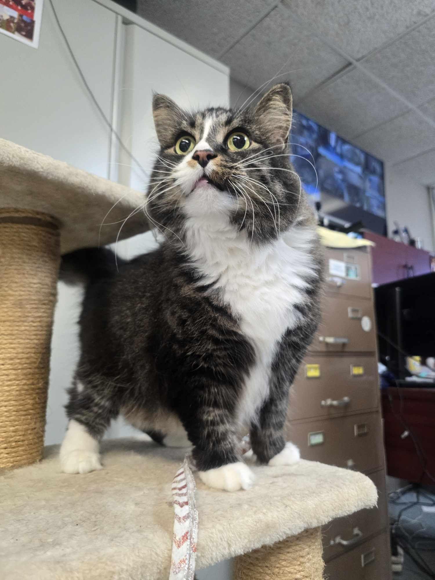Whiskers, a Adopted Domestic Long Hair in Rock Falls, IL image 2/5