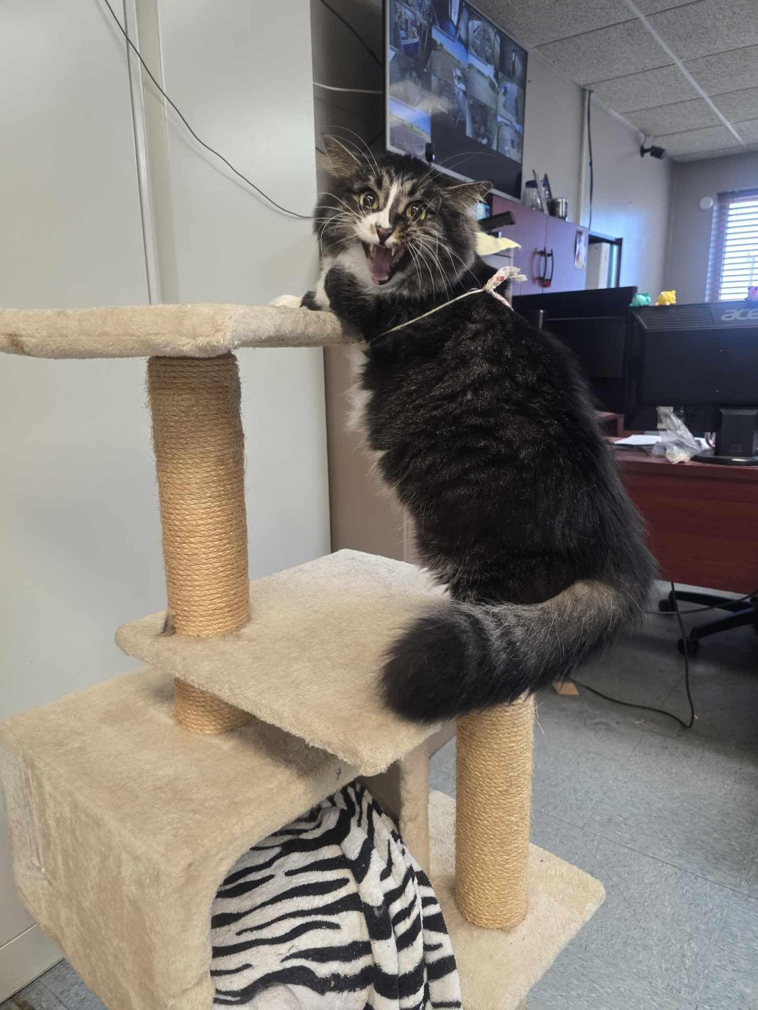 Whiskers, a Adopted Domestic Long Hair in Rock Falls, IL image 3/5