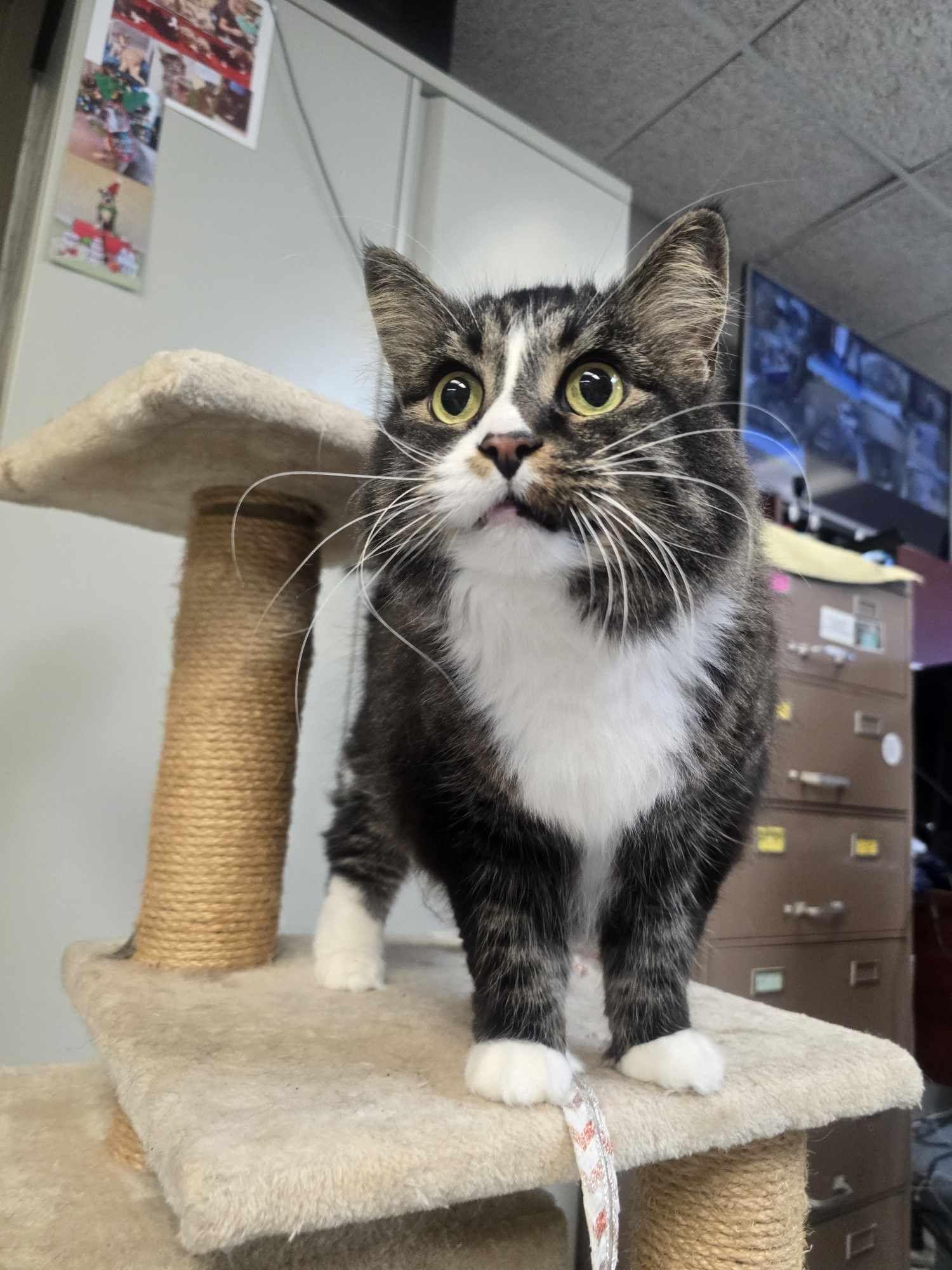 Whiskers, a Adopted Domestic Long Hair in Rock Falls, IL image 4/5