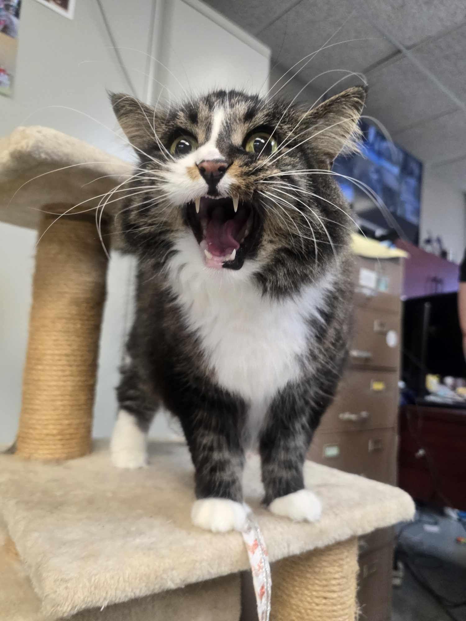 Whiskers, a Adopted Domestic Long Hair in Rock Falls, IL image 5/5