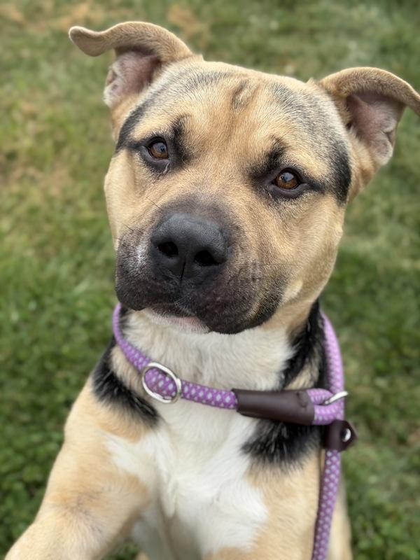 Bauru, Adoptable, Young Male Pit Bull Terrier.