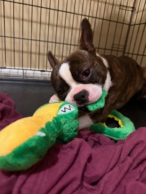 Enlarge Copper, a ADOPTABLE Boston Terrier in New York, NY image 2/2