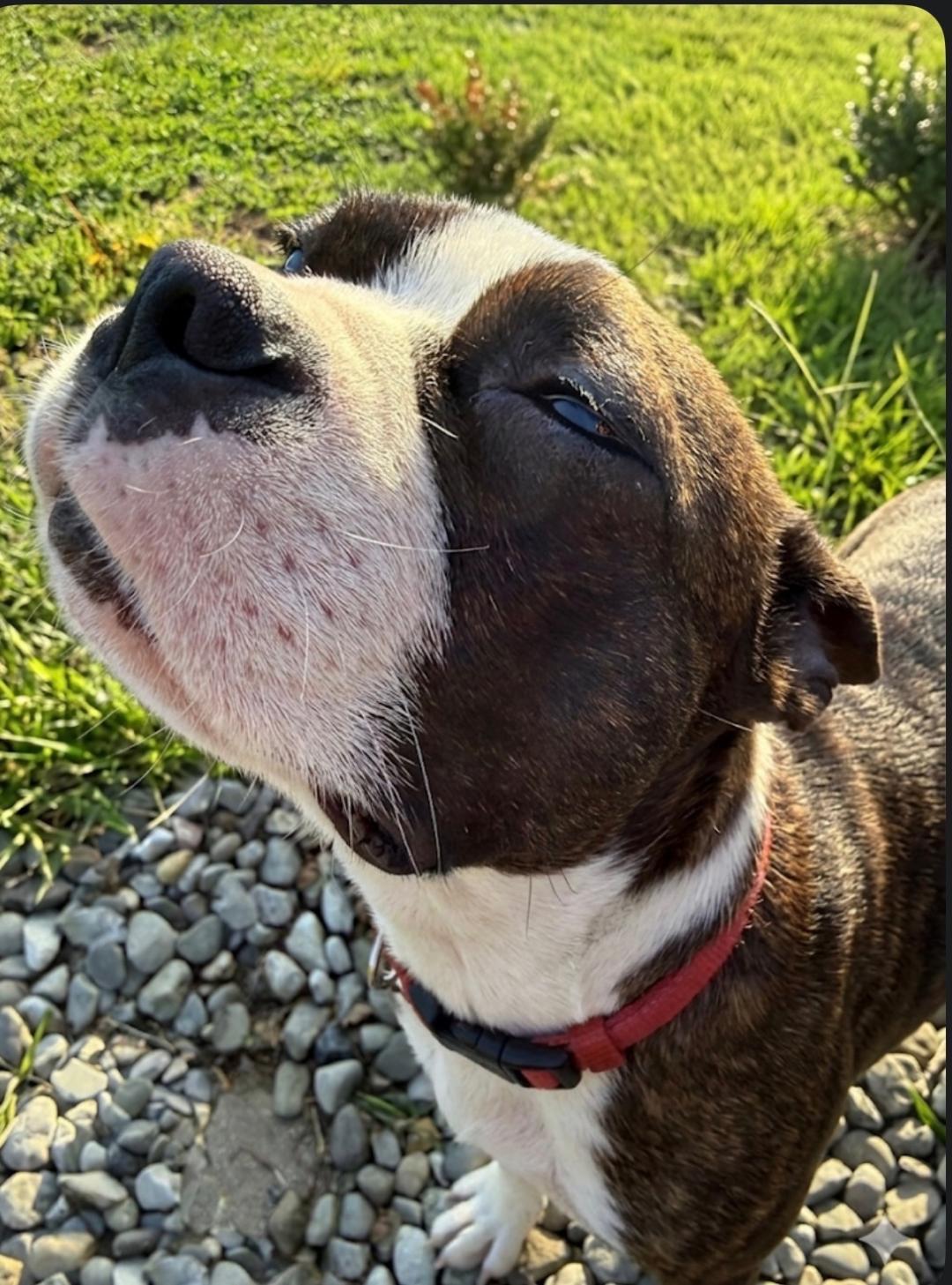 Enlarge Copper, an adoptable Boston Terrier in New York, NY image 1/3