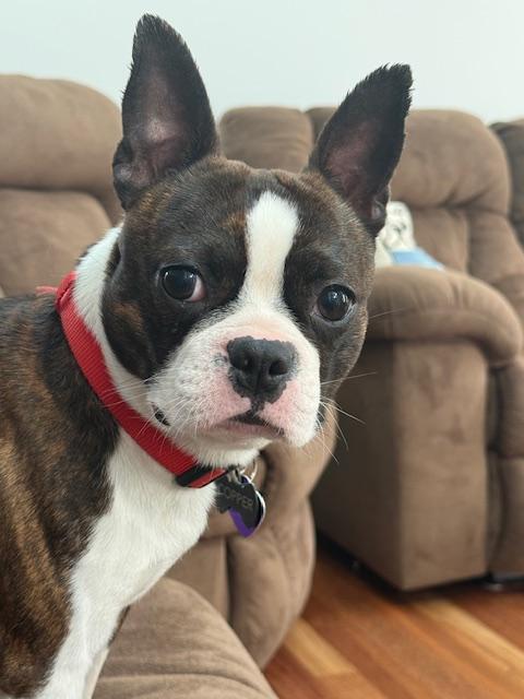 Enlarge Copper, a ADOPTABLE Boston Terrier in New York, NY image 1/2
