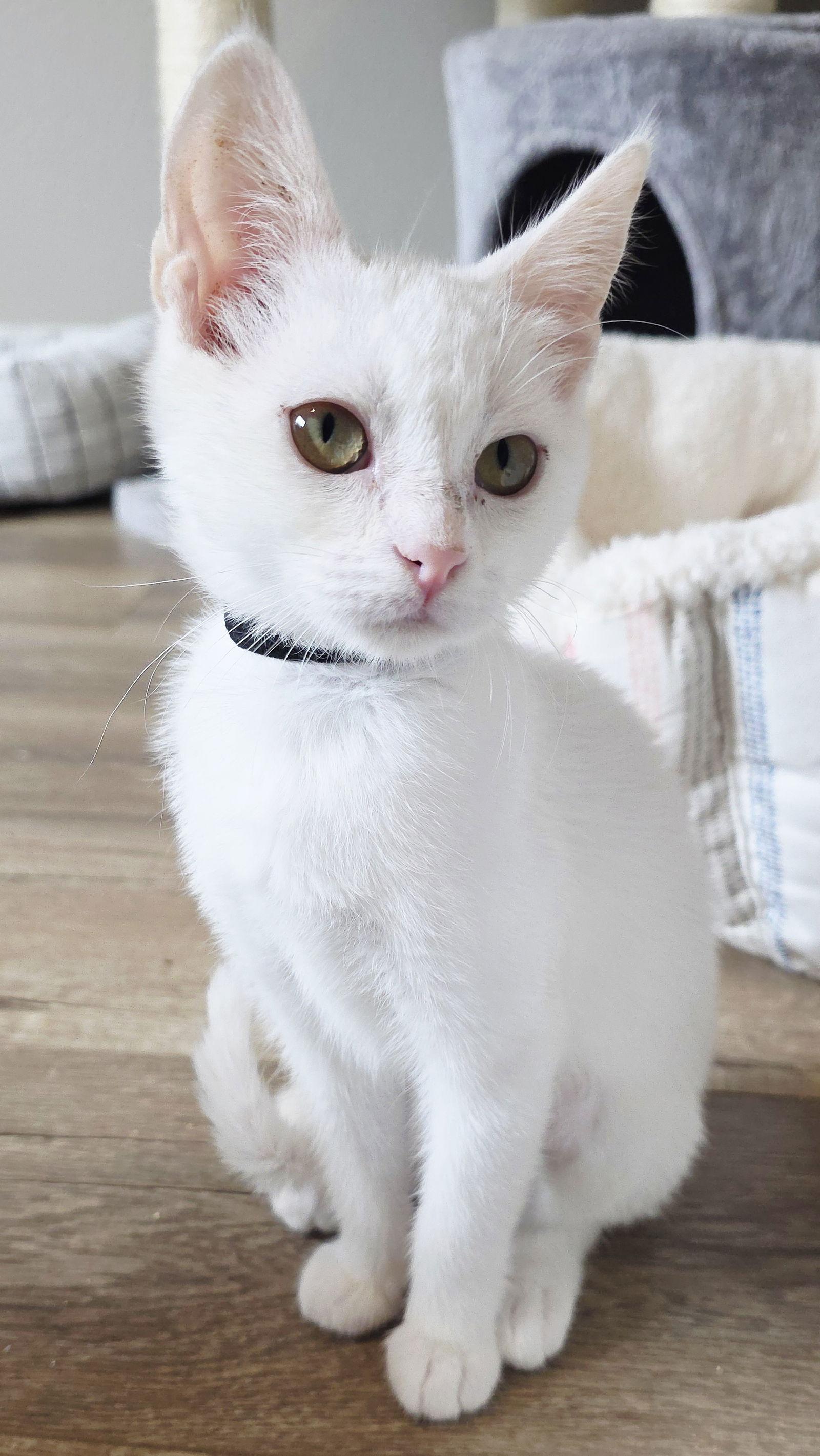 Rue, Adoptable, Kitten Female Domestic Short Hair.