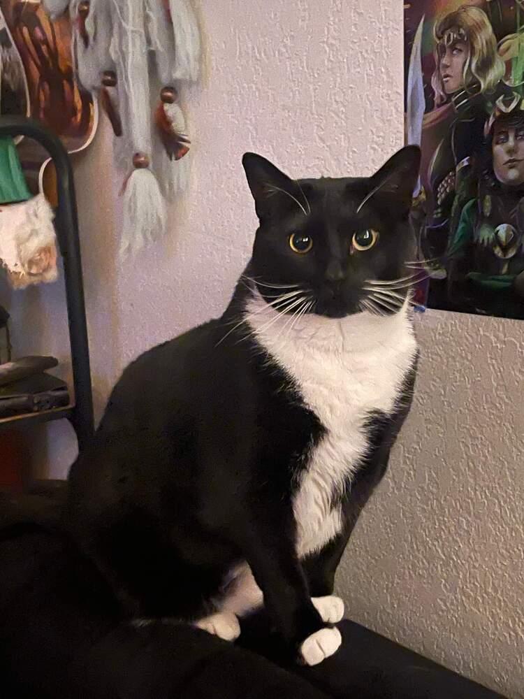 Nova Scotia, Adoptable, Adult Female Domestic Short Hair.