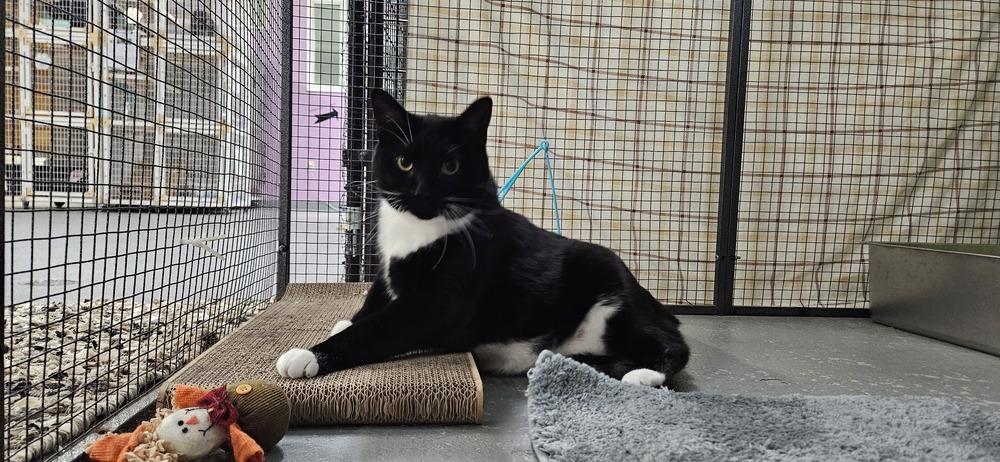 Enlarge Nova Scotia, a Adoptable mixed breed in Muskegon, MI image 2/6