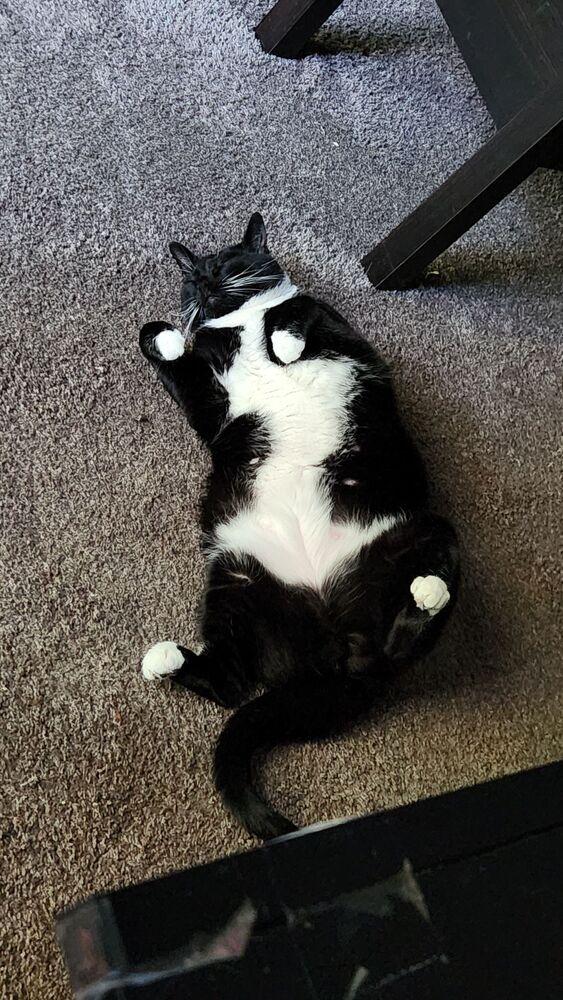 Enlarge Nova Scotia, a Adoptable mixed breed in Muskegon, MI image 3/5