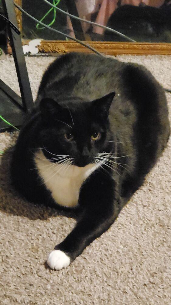 Enlarge Nova Scotia, a Adoptable mixed breed in Muskegon, MI image 4/5