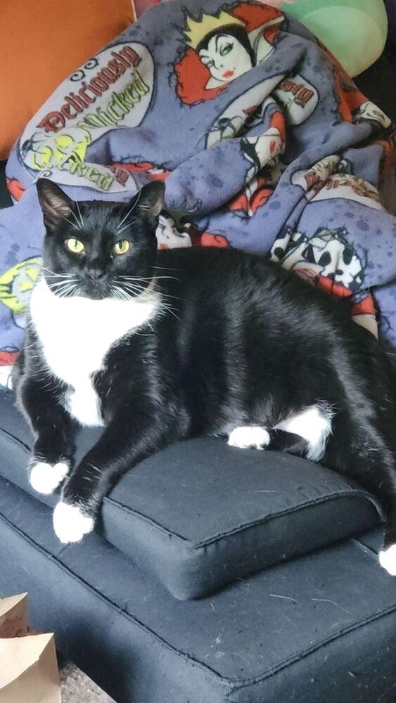 Enlarge Nova Scotia, a Adoptable mixed breed in Muskegon, MI image 5/5