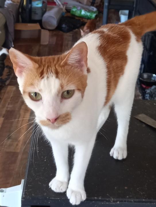 Enlarge Spur, a Adoptable mixed breed in Marianna, FL image 1/1