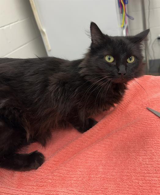 AMARA, Adoptable, Young Female Domestic Long Hair.