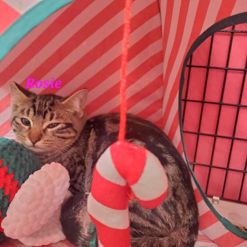 Enlarge Rosie, a Adoptable Domestic Short Hair in Diamond Springs, CA image 1/1