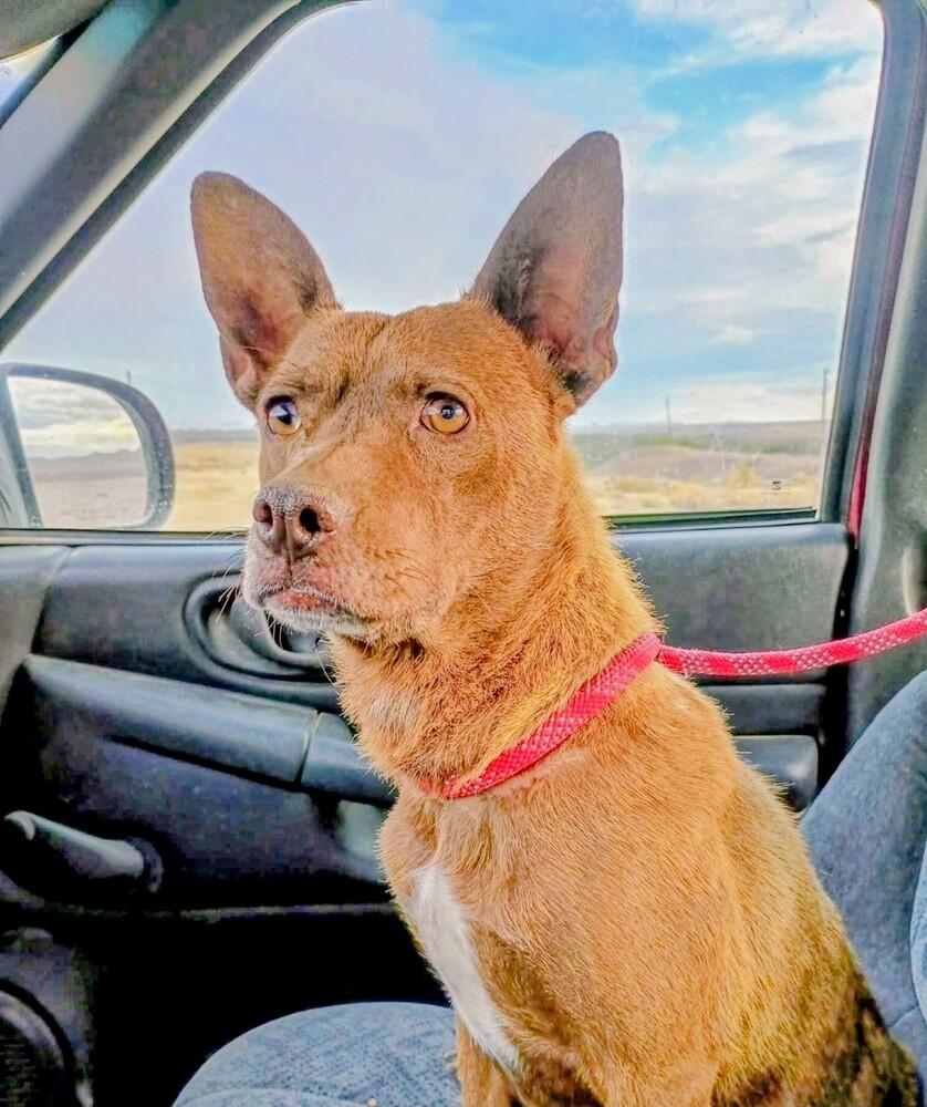 Nona, a Adoptable mixed breed in Evergreen, CO image 6/6