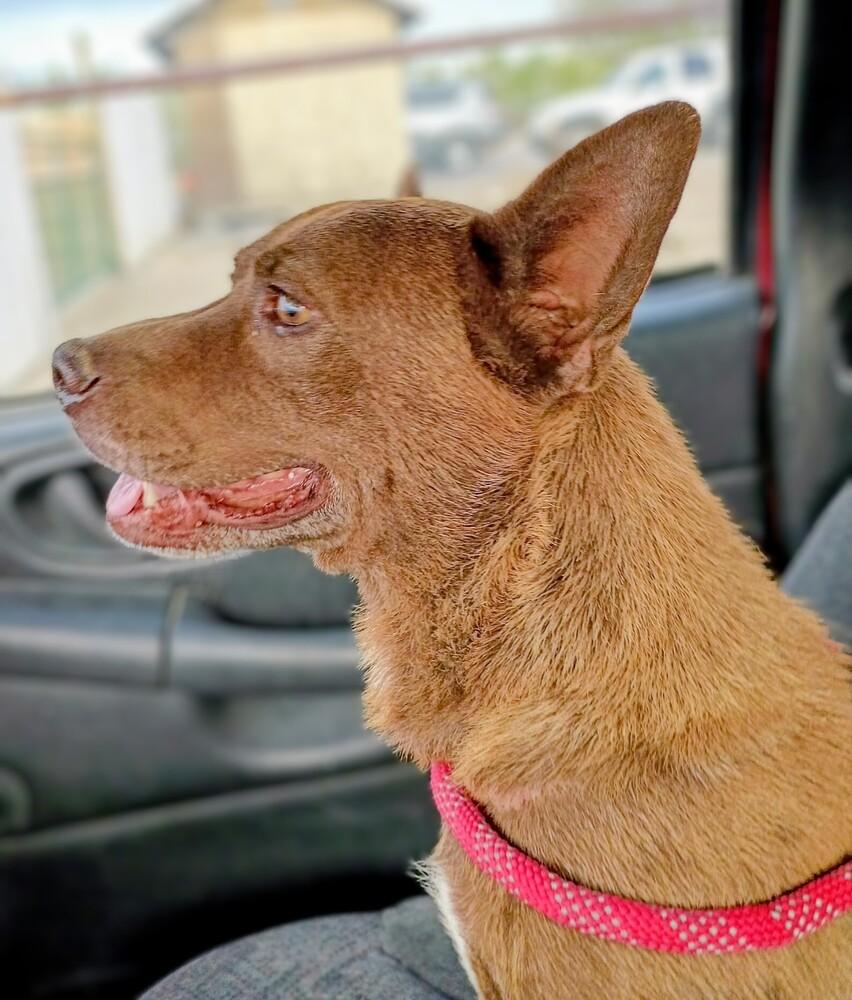 Nona, a Adoptable mixed breed in Evergreen, CO image 5/6