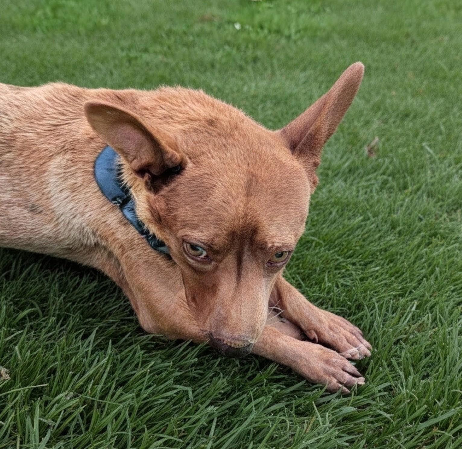 Nona, a Adoptable mixed breed in Evergreen, CO image 4/6