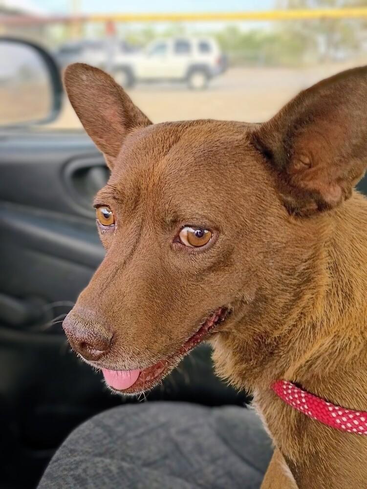 Nona, a Adoptable mixed breed in Evergreen, CO image 2/6
