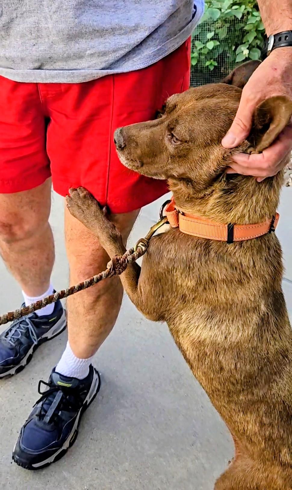 Nona, a Adoptable mixed breed in Evergreen, CO image 1/6