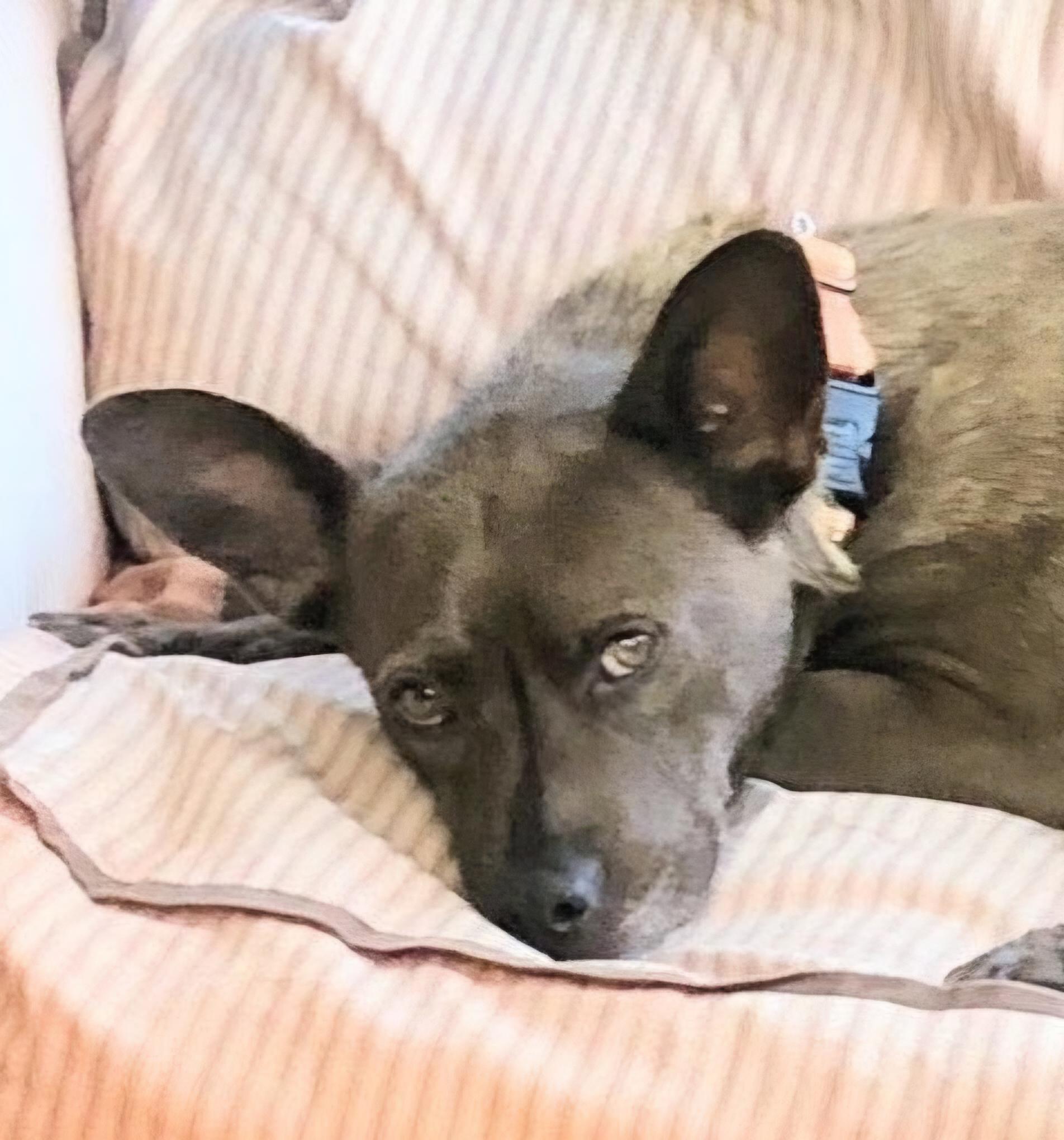 Enlarge Nona, a Adoptable mixed breed in Evergreen, CO image 3/6