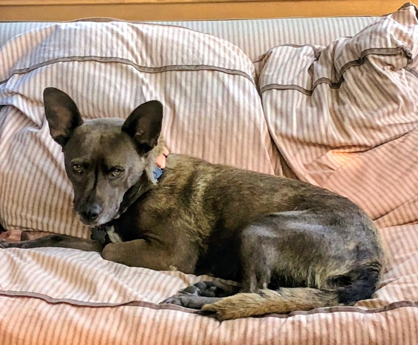 Enlarge Nona, a Adoptable mixed breed in Evergreen, CO image 2/6