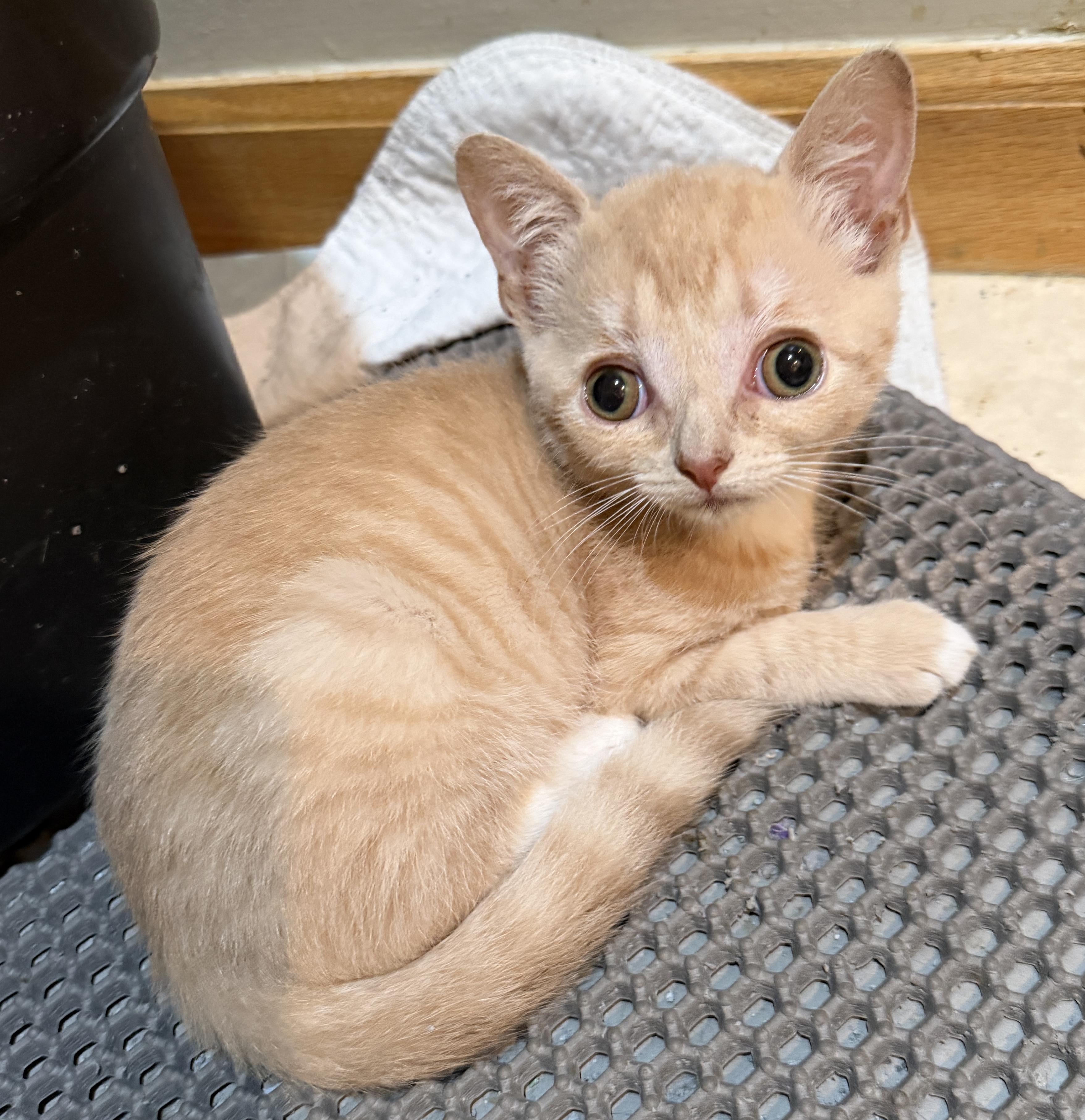 Enlarge Solstice, a ADOPTABLE Domestic Short Hair in East Hanover, NJ image 2/2