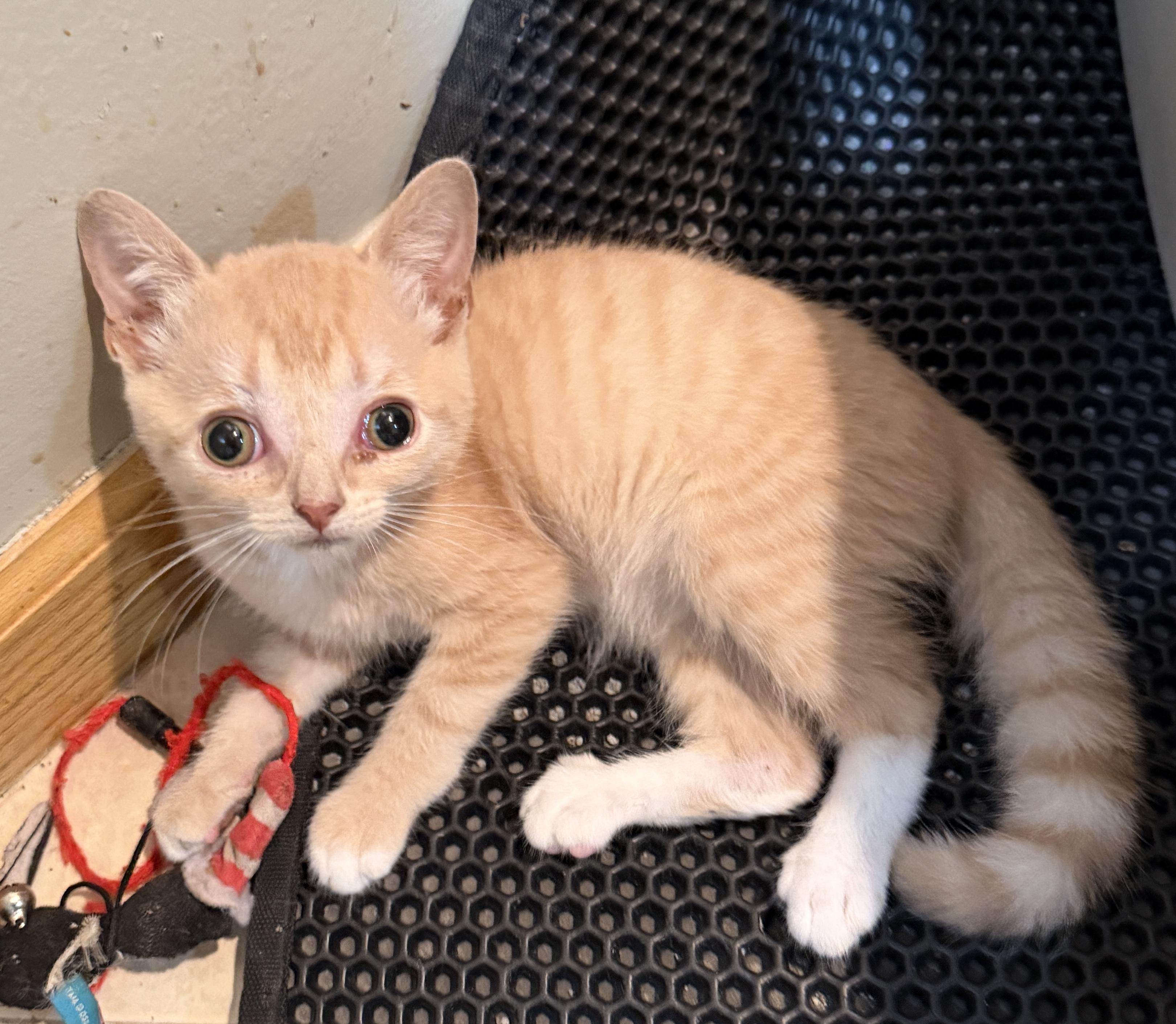 Solstice, ADOPTABLE, Kitten Male Domestic Short Hair.