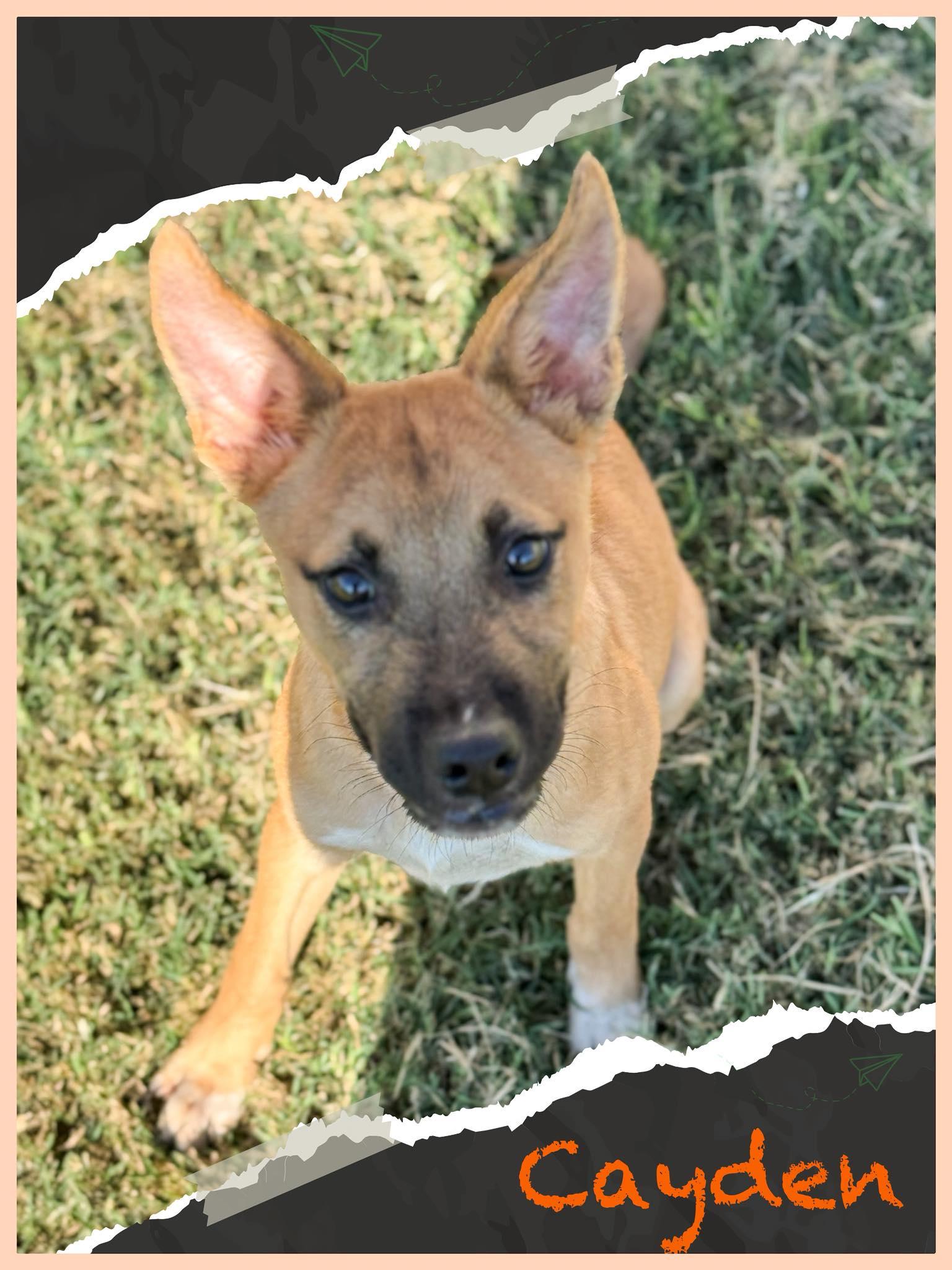 Cayden, Adoptable, Young Male Shepherd.