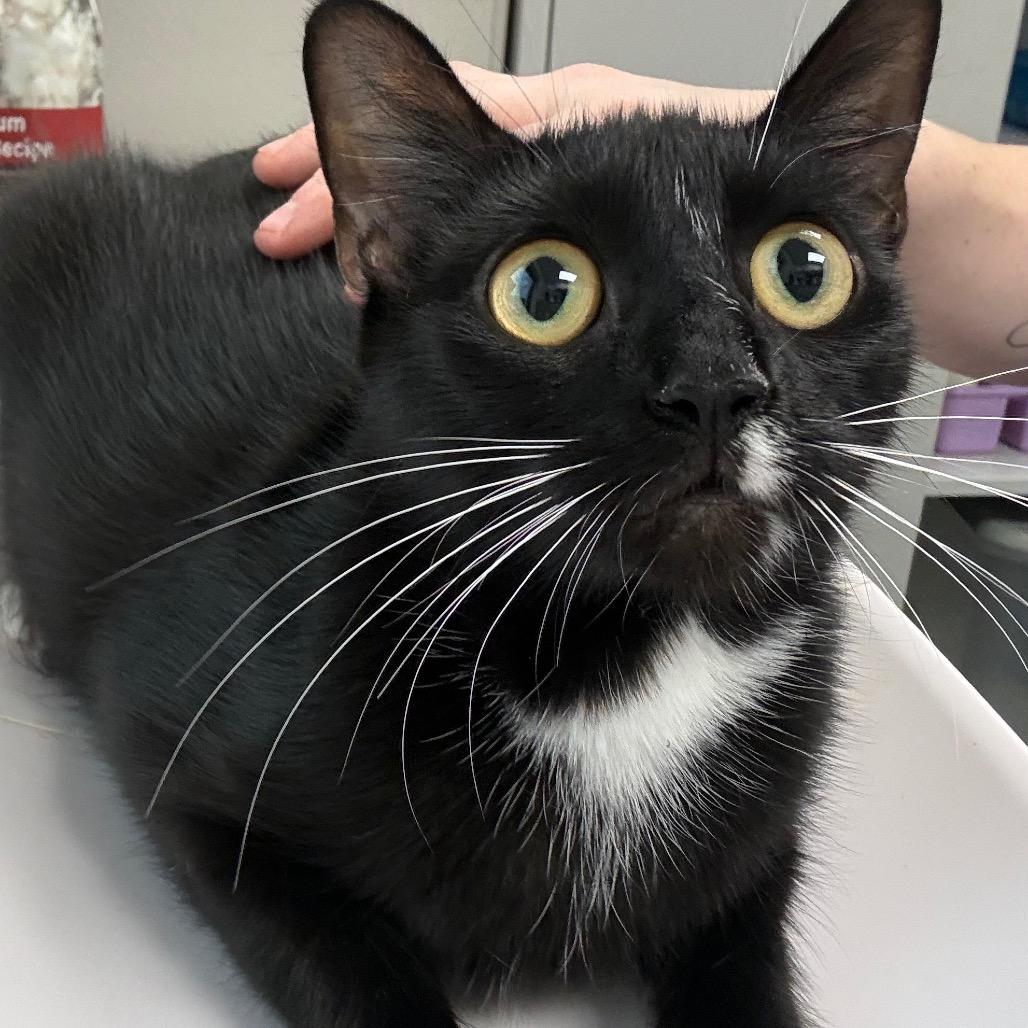 Enlarge Olivia, a Adoptable Domestic Short Hair in Odenville, AL image 1/1